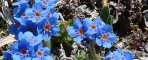 Alpine Forget-me-not