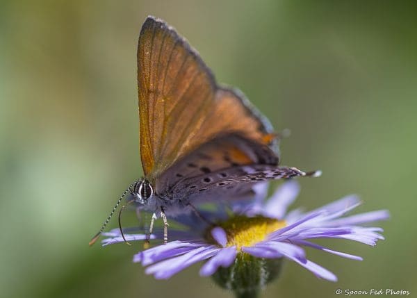 Western Tailed Copper on Smooth Blue Aster_John Witherspoon