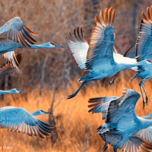 Cranes by Don Dubin