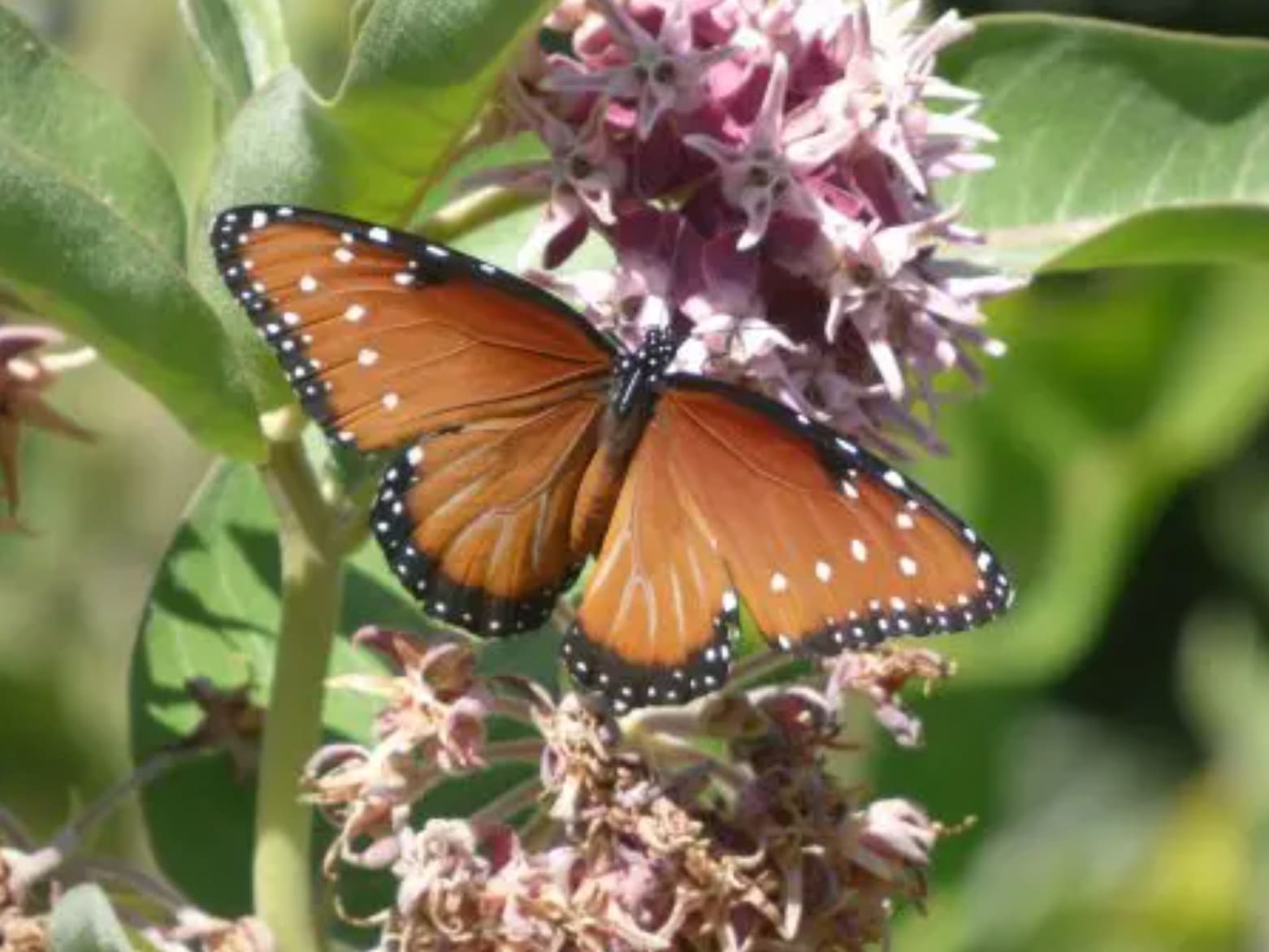 Monarch on milkweed flower